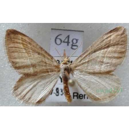 Phibalapteryx virgata (Hufnagel, 1767) Siepacz dziewiczak Czech64g